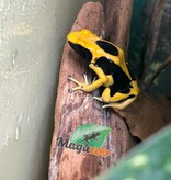 Magazoo Dendrobate tinctorius 'Matecho'