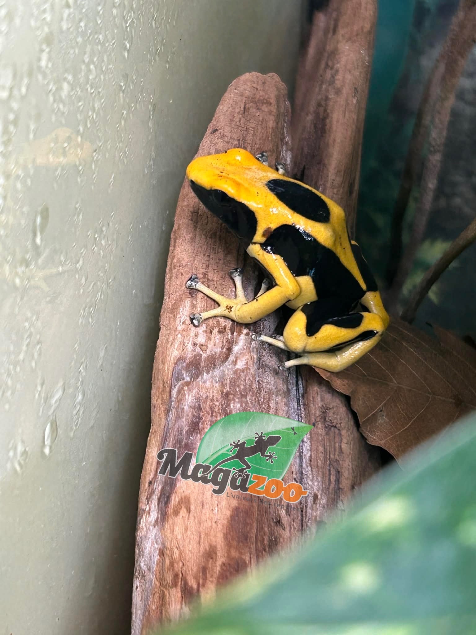 Magazoo Dendrobate tinctorius 'Matecho'