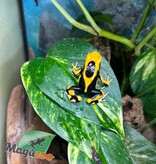 Magazoo Dendrobate tinctorius 'Matecho'