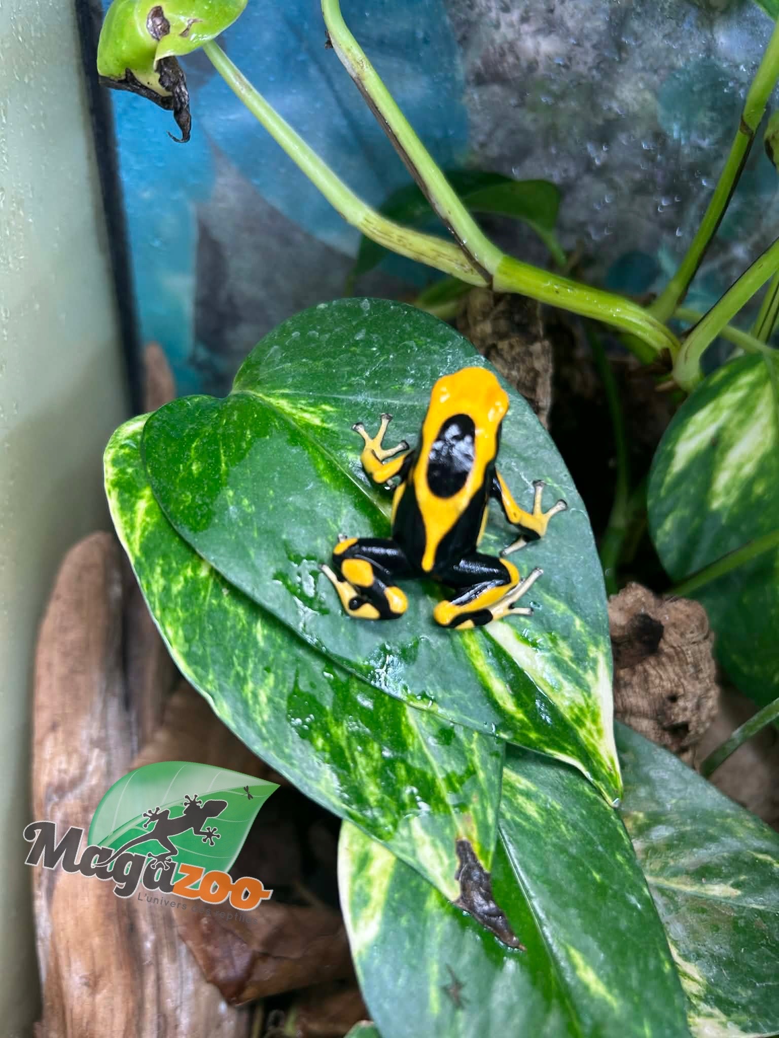 Magazoo Matecho poison dart frog