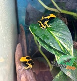 Magazoo Dendrobate tinctorius 'Matecho'