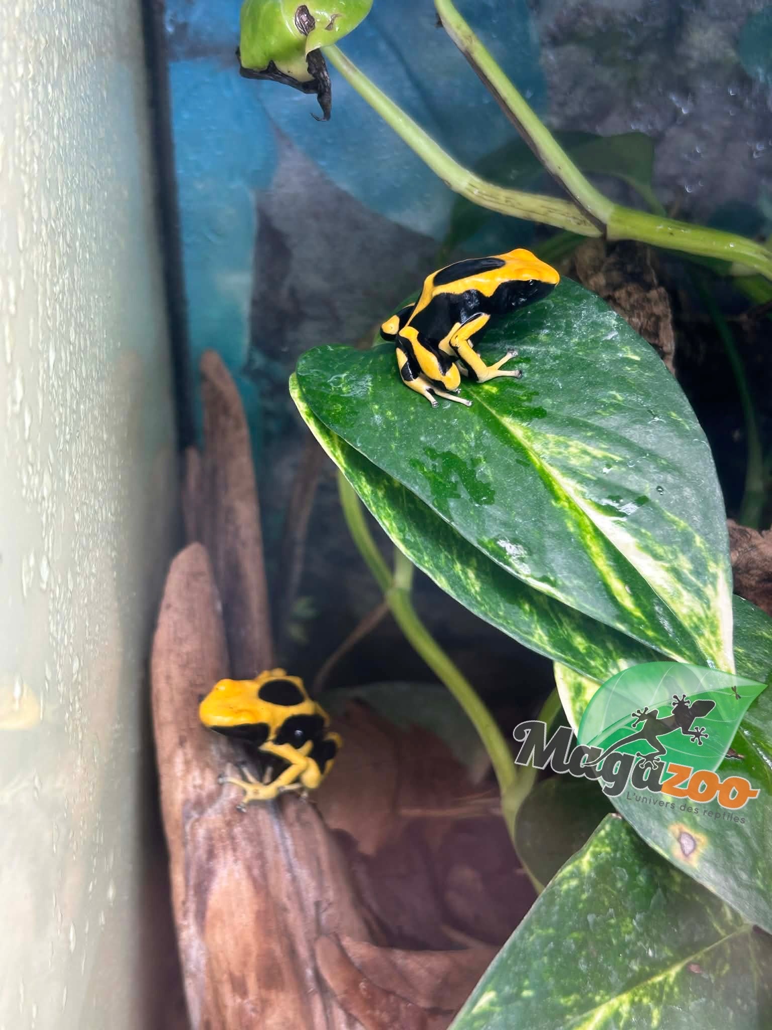 Magazoo Dendrobate tinctorius 'Matecho'