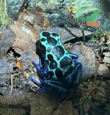 Magazoo New river poison dart frog
