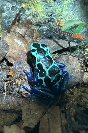 Magazoo Dendrobate tinctorius 'New River'