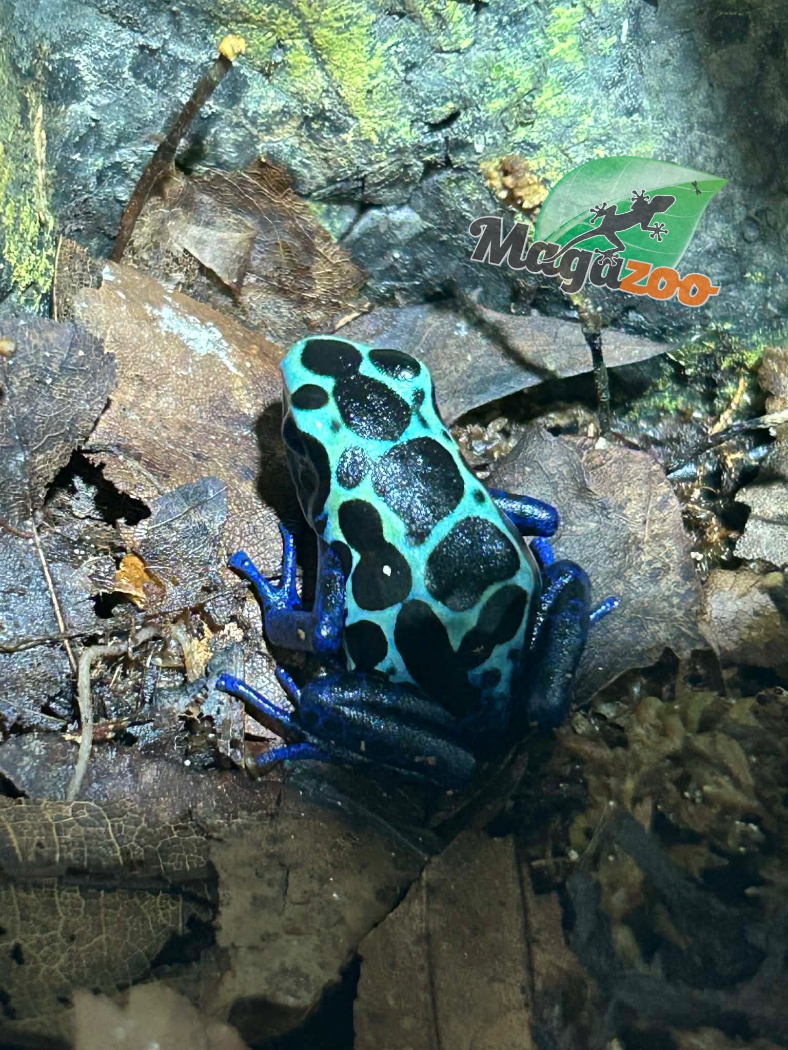Magazoo New river poison dart frog