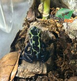 Magazoo New river poison dart frog