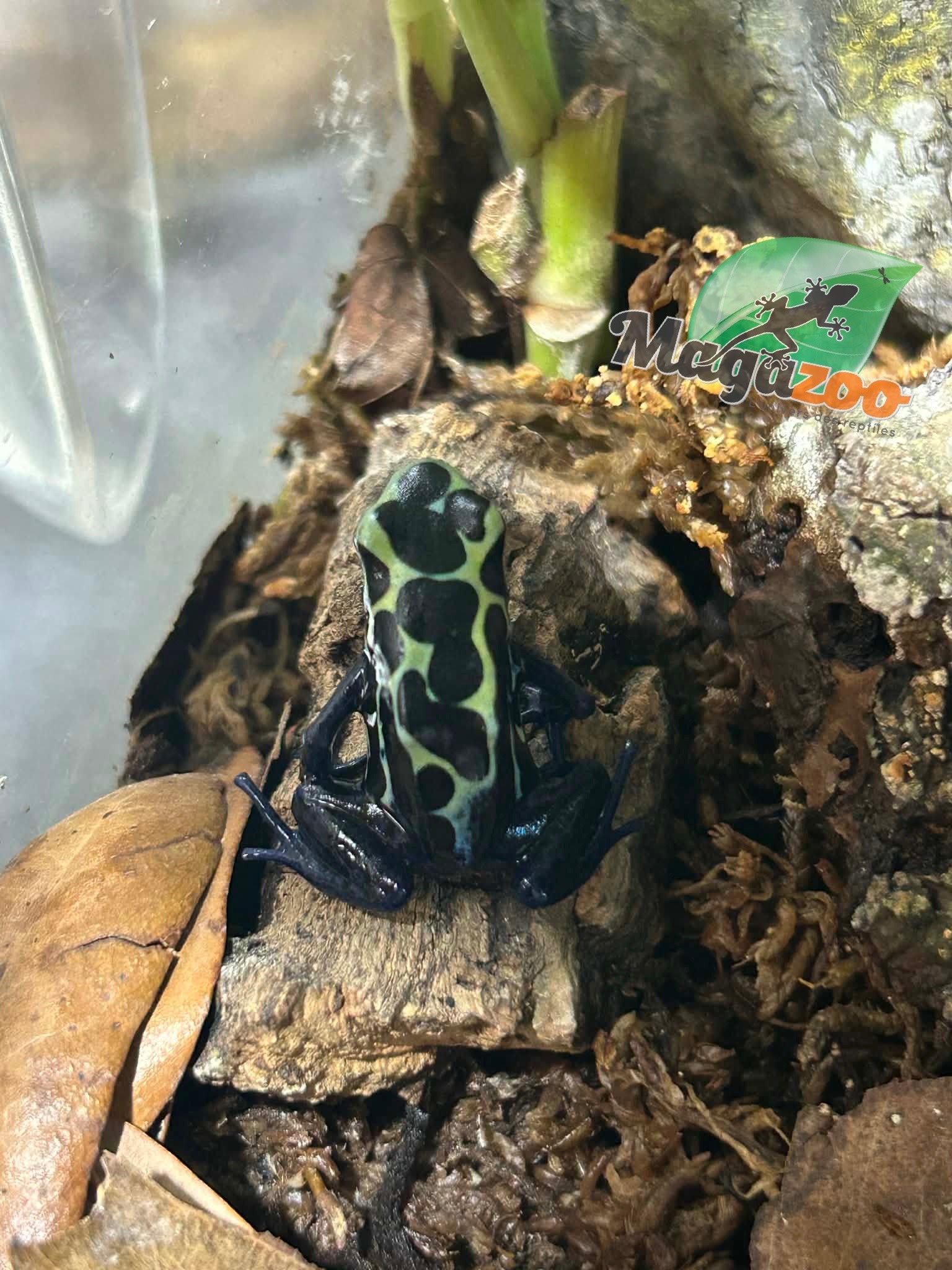 Magazoo New river poison dart frog