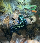 Magazoo New river poison dart frog