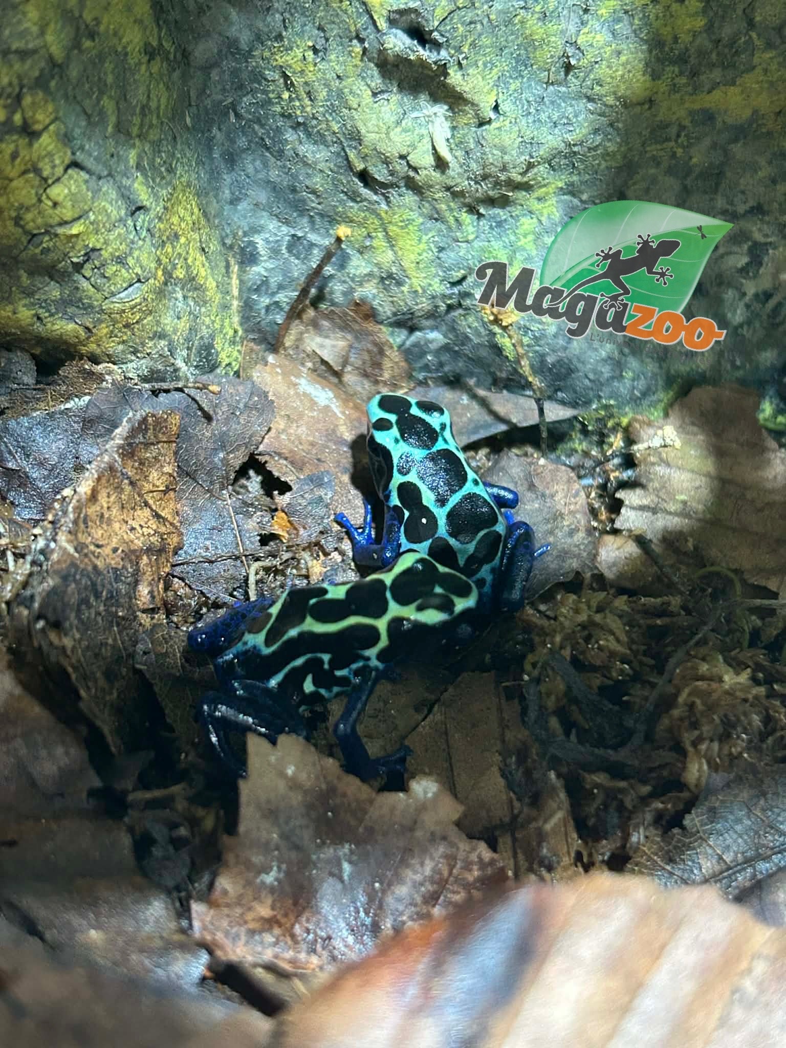 Magazoo Dendrobate tinctorius 'New River'