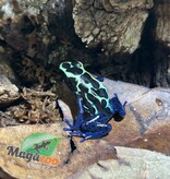 Magazoo Dendrobate tinctorius 'New River'