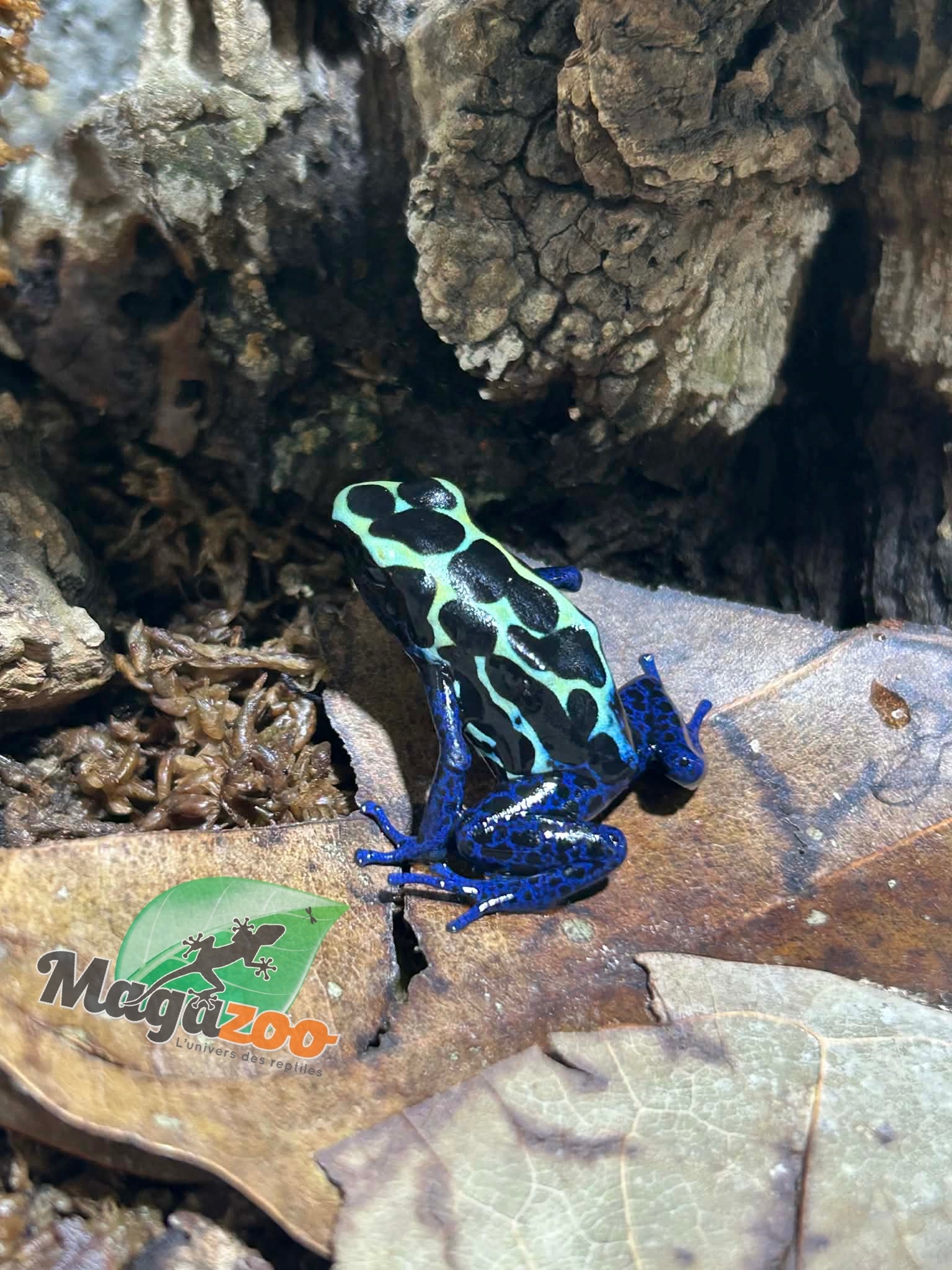 Magazoo New river poison dart frog