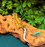 Magazoo Gecko léopard Giant Bandit Mâle 18/01/24