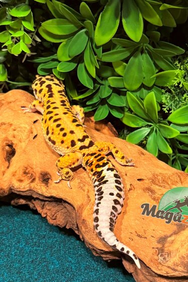 Magazoo Bandit Male Giant Leopard gecko 01/18/24