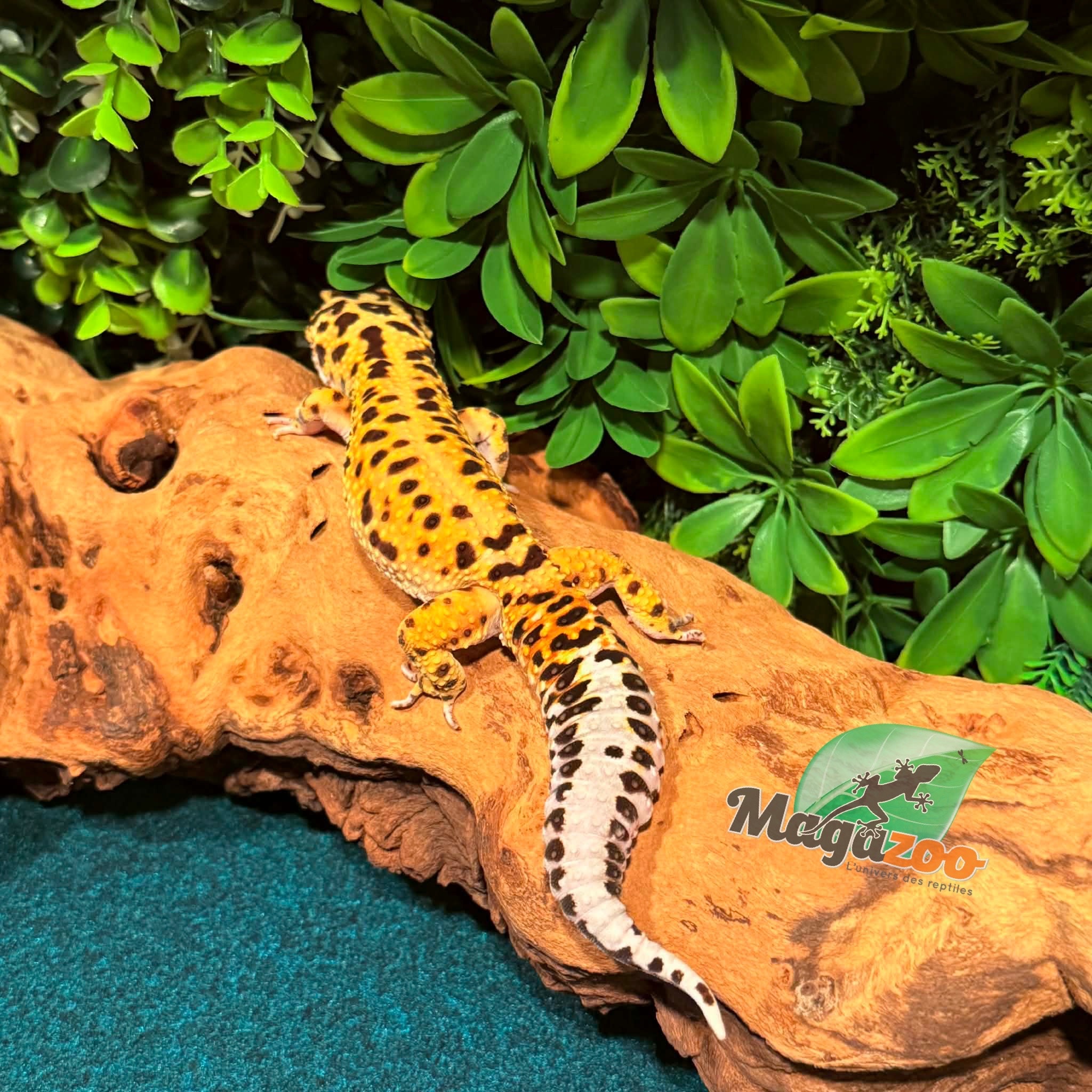Magazoo Bandit Male Giant Leopard gecko 01/18/24