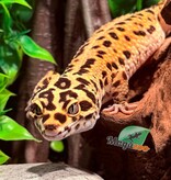 Magazoo Bandit Male Giant Leopard gecko 01/18/24