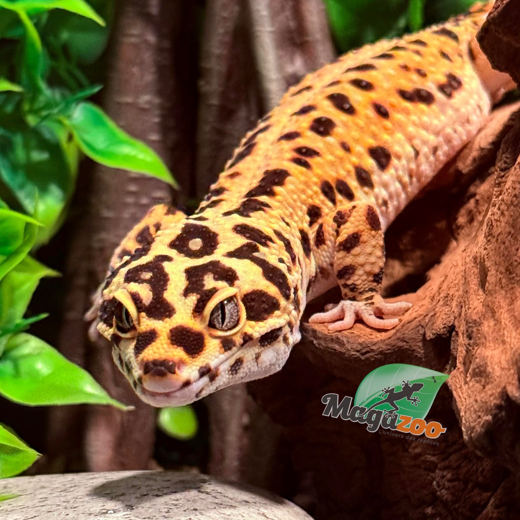 Magazoo Gecko léopard Giant Bandit Mâle 18/01/24