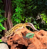 Magazoo Bandit Male Giant Leopard gecko 01/18/24