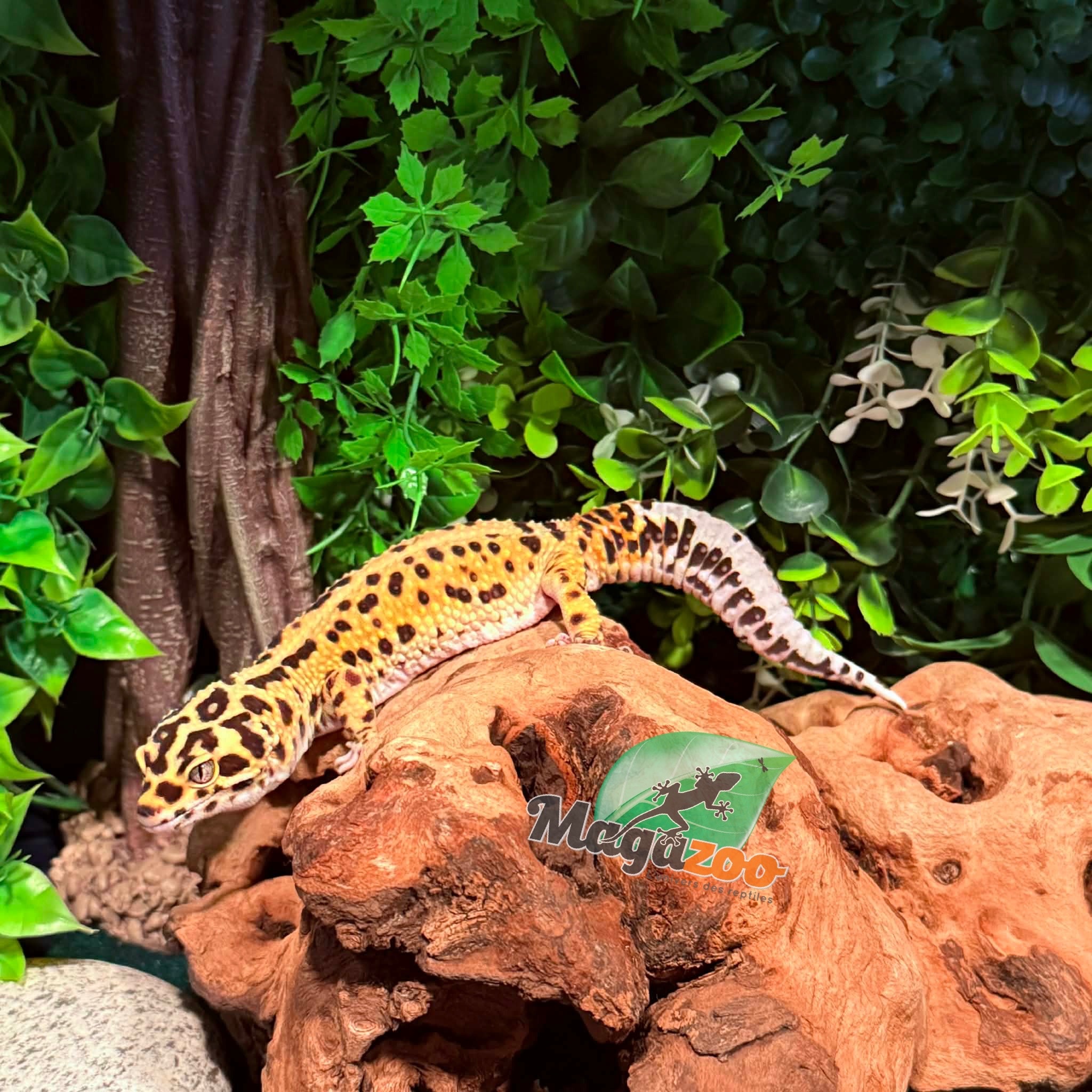 Magazoo Bandit Male Giant Leopard gecko 01/18/24