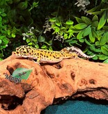 Magazoo Gecko léopard Giant Bandit Mâle 18/01/24