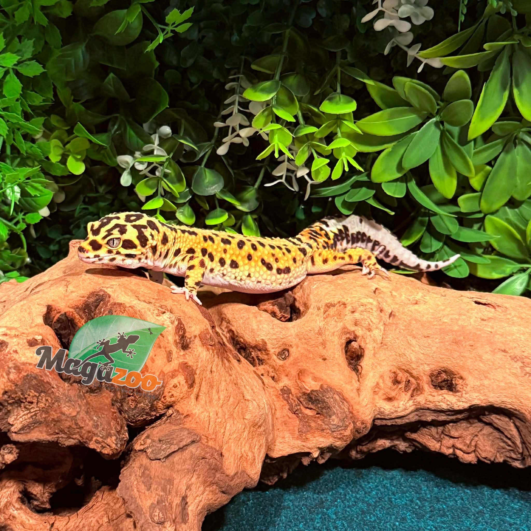 Magazoo Bandit Male Giant Leopard gecko 01/18/24