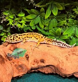 Magazoo Bandit Male Giant Leopard gecko 01/18/24