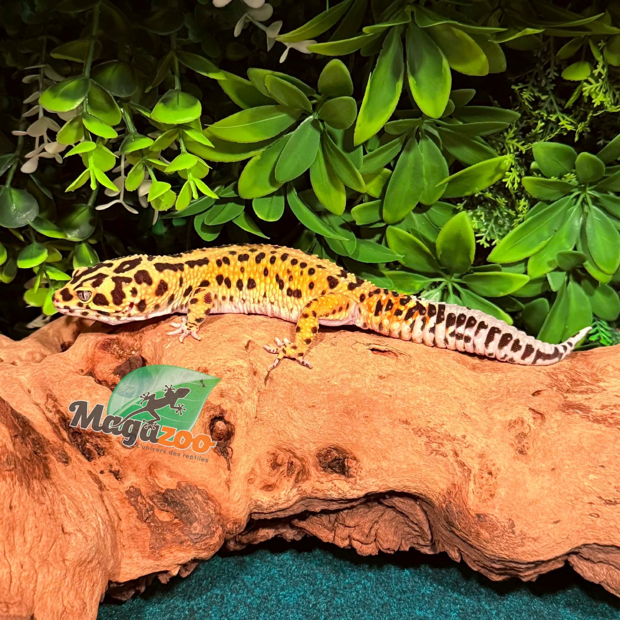 Magazoo Gecko léopard Giant Bandit Mâle 18/01/24