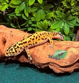 Magazoo Bandit Male Giant Leopard gecko 01/18/24