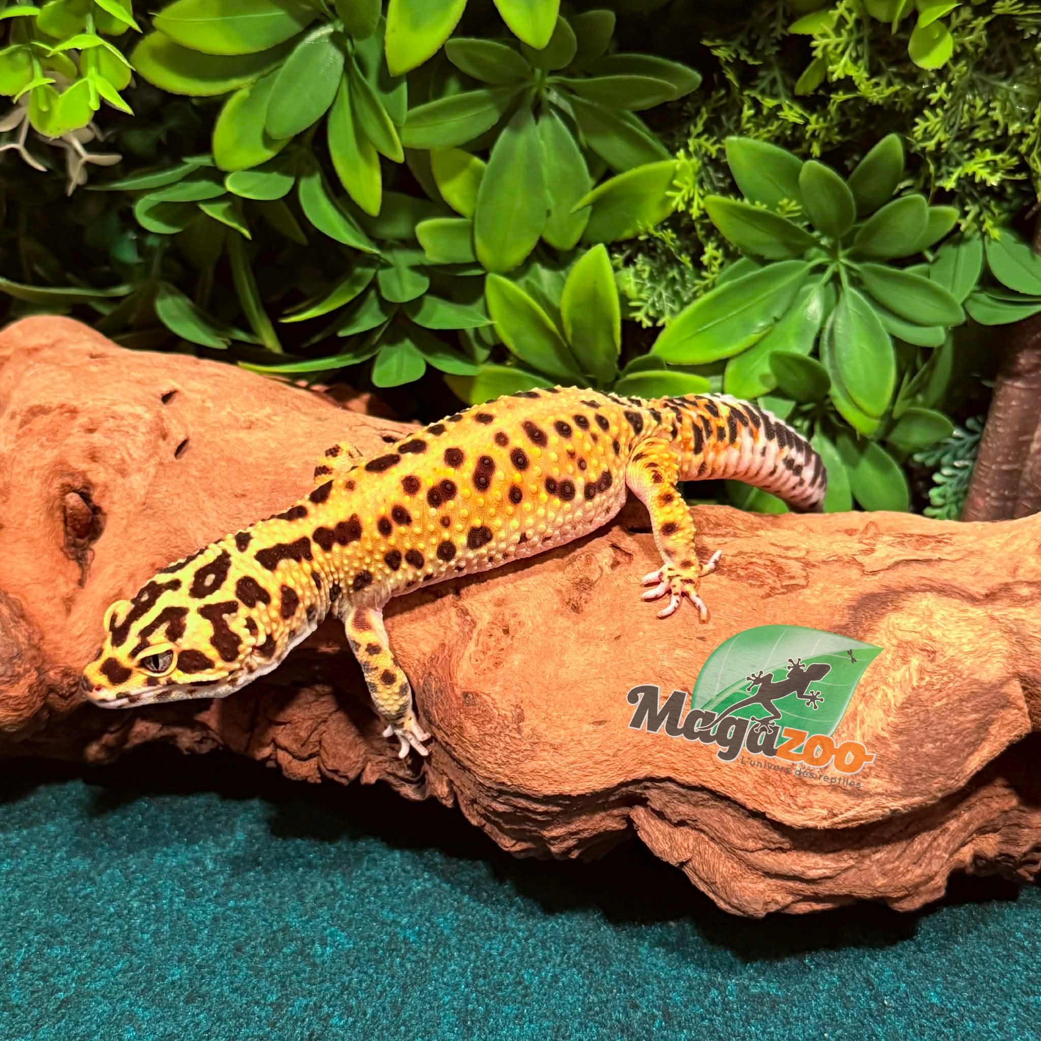 Magazoo Gecko léopard Giant Bandit Mâle 18/01/24