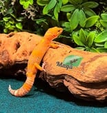 Magazoo Volcano Male Leopard gecko 12/14/25