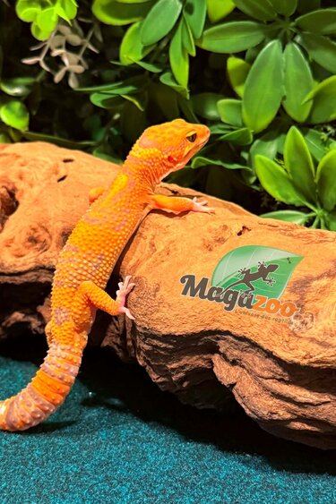 Magazoo Volcano Male Leopard gecko 12/14/25