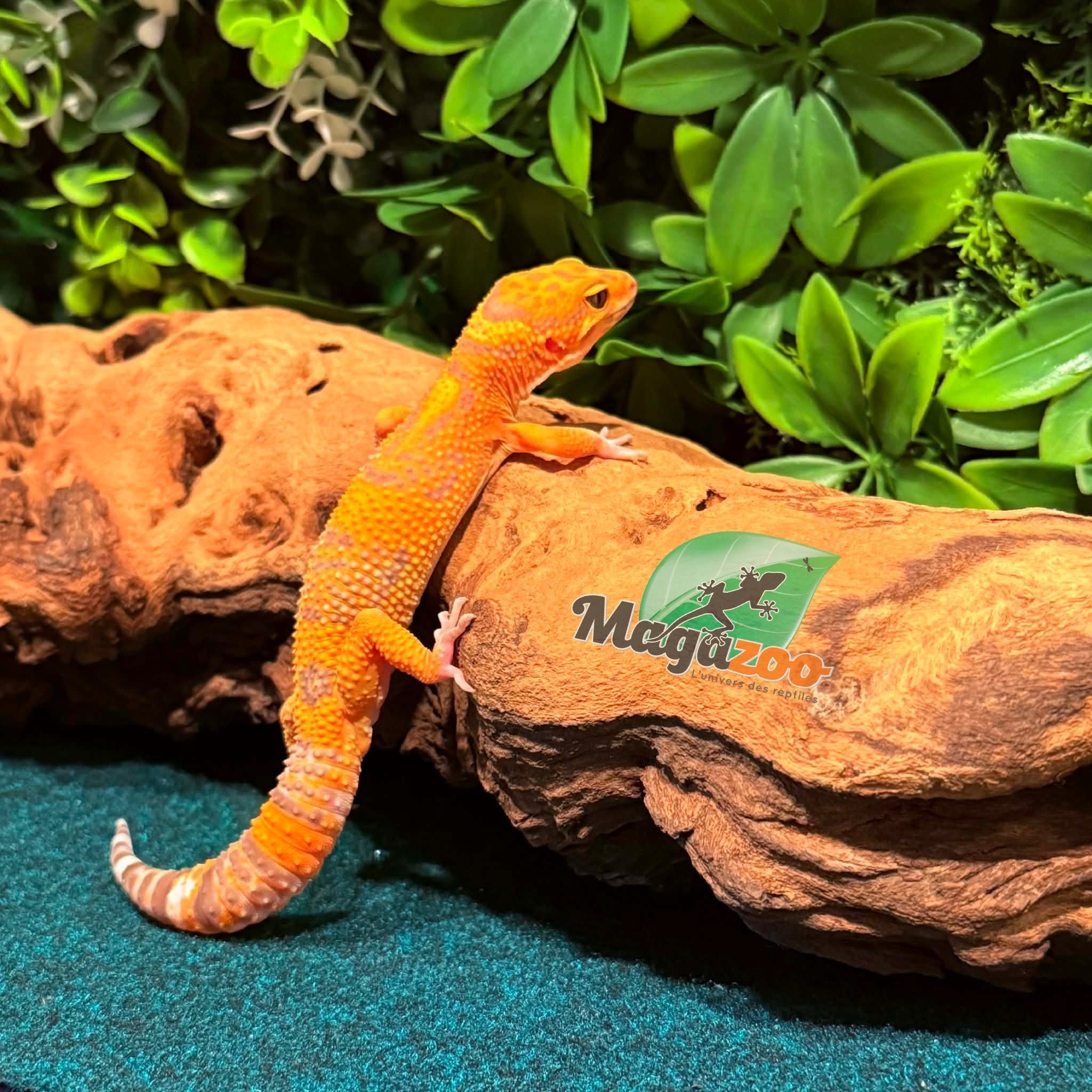 Magazoo Volcano Male Leopard gecko 12/14/25