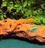 Magazoo Volcano Male Leopard gecko 12/14/25