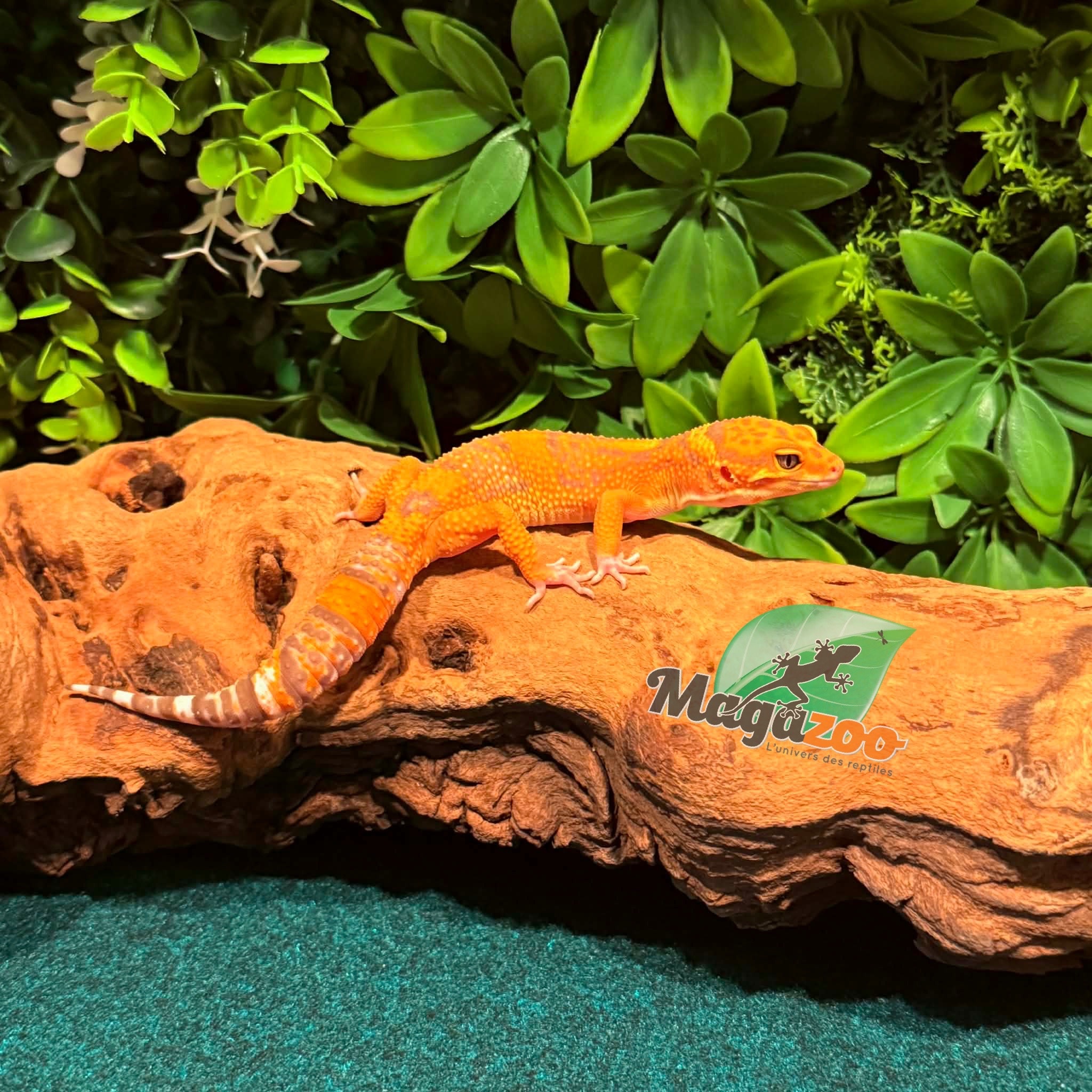 Magazoo Volcano Male Leopard gecko 12/14/25