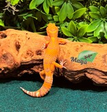 Magazoo Volcano Male Leopard gecko 12/14/25