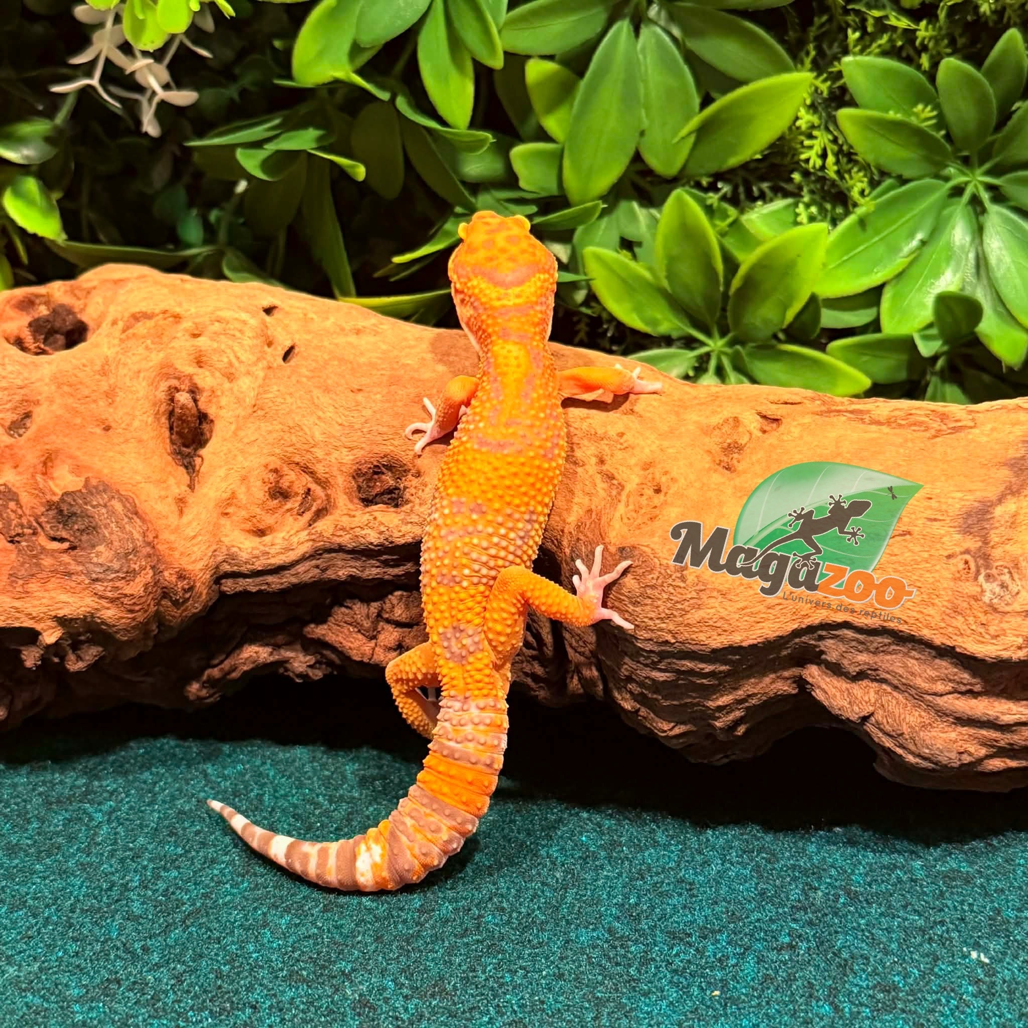 Magazoo Volcano Male Leopard gecko 12/14/25