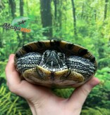 Magazoo Male Red-eared slider turtle 6 years old (6'') / 2nd chance - Adoption