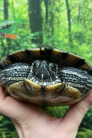 Magazoo Male Red-eared slider turtle 6 years old (6'') / 2nd chance - Adoption