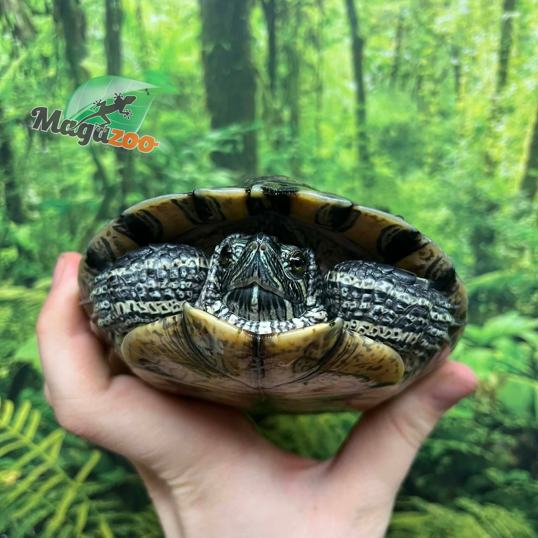 Magazoo Male Red-eared slider turtle 6 years old (6'') / 2nd chance - Adoption
