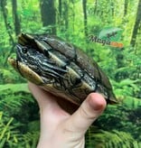 Magazoo Tortue à oreilles rouges Mâle 6 ans (6'')/ Adoption 2ième chance