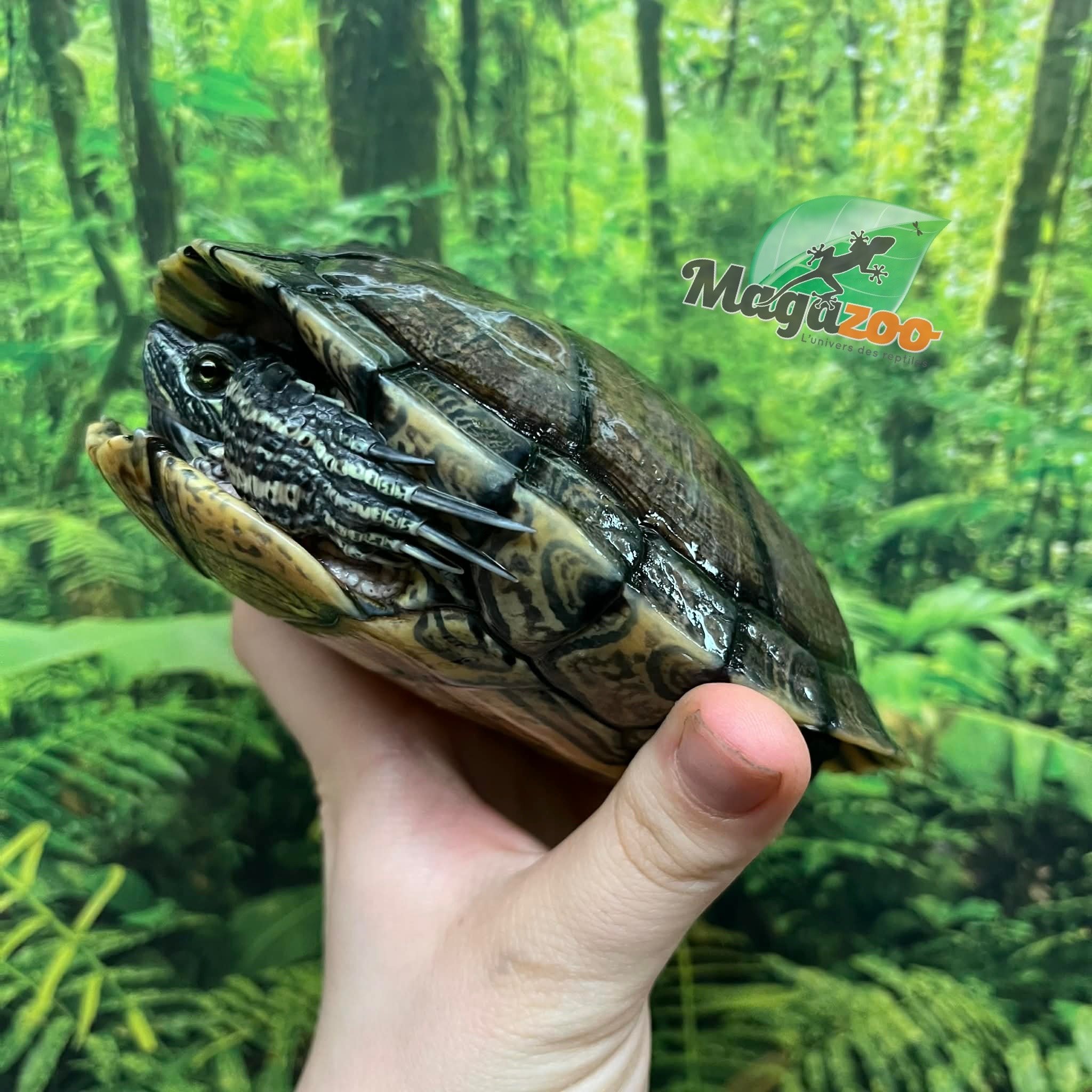 Magazoo Tortue à oreilles rouges Mâle 6 ans (6'')/ Adoption 2ième chance