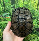 Magazoo Male Red-eared slider turtle 6 years old (6'') / 2nd chance - Adoption