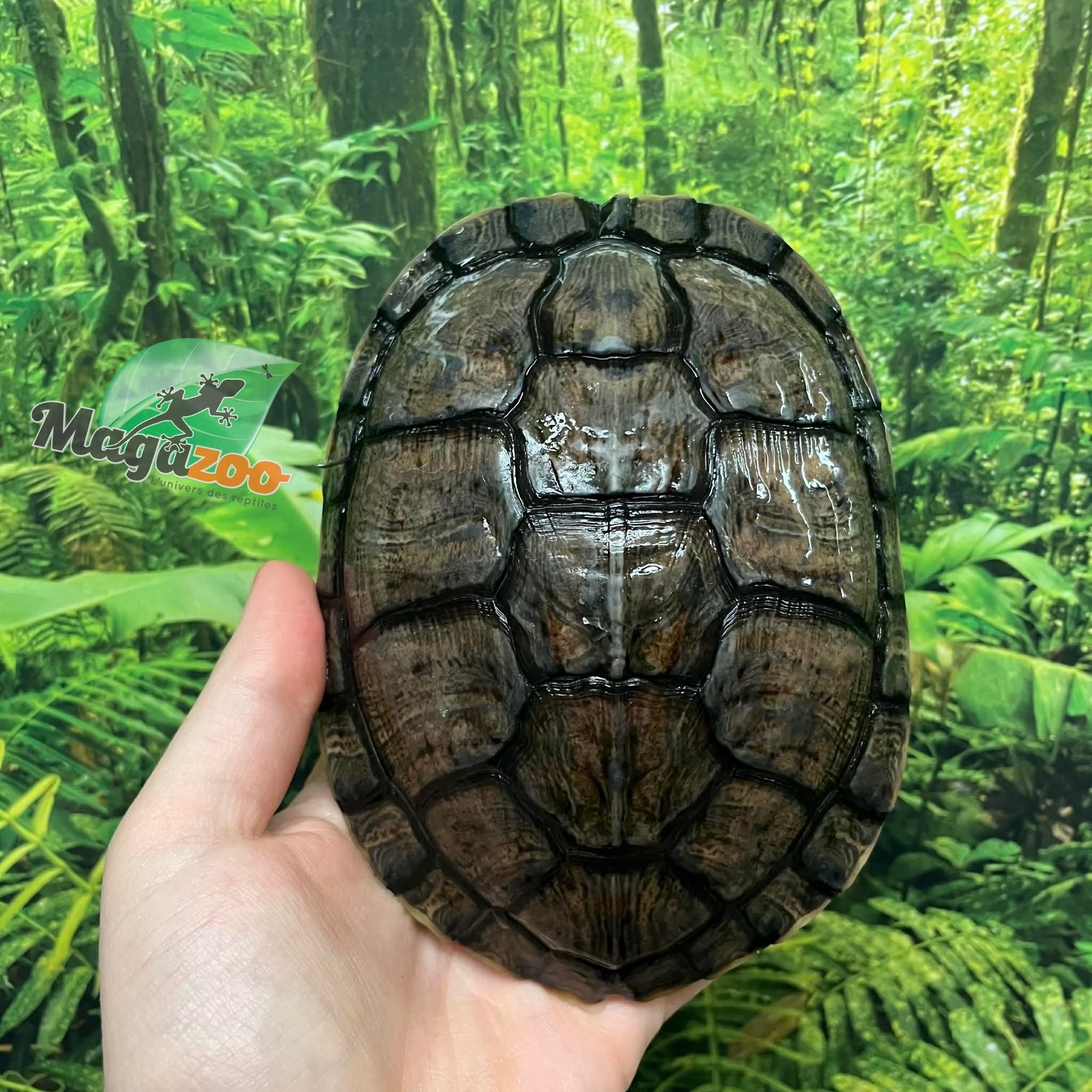 Magazoo Tortue à oreilles rouges Mâle 6 ans (6'')/ Adoption 2ième chance