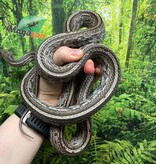 Magazoo Serpent des blés Tessera Anery Mâle Adulte (2020)