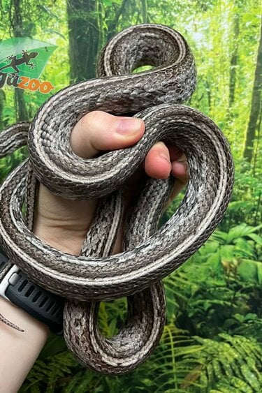 Magazoo Adult Male Tessera Anery Corn snake (2020)