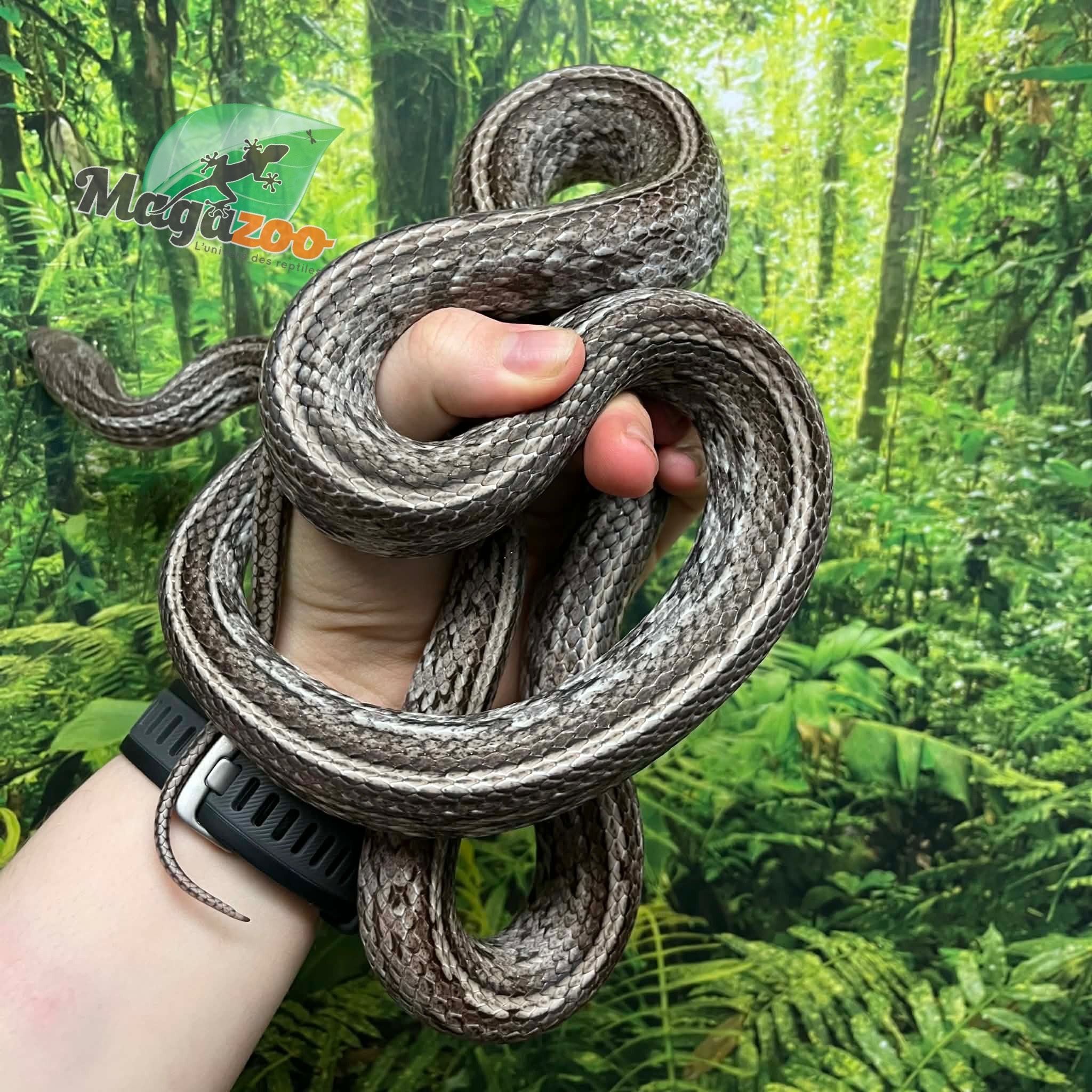 Magazoo Adult Male Tessera Anery Corn snake (2020)
