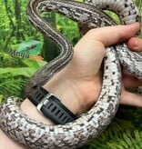 Magazoo Serpent des blés Tessera Anery Mâle Adulte (2020)