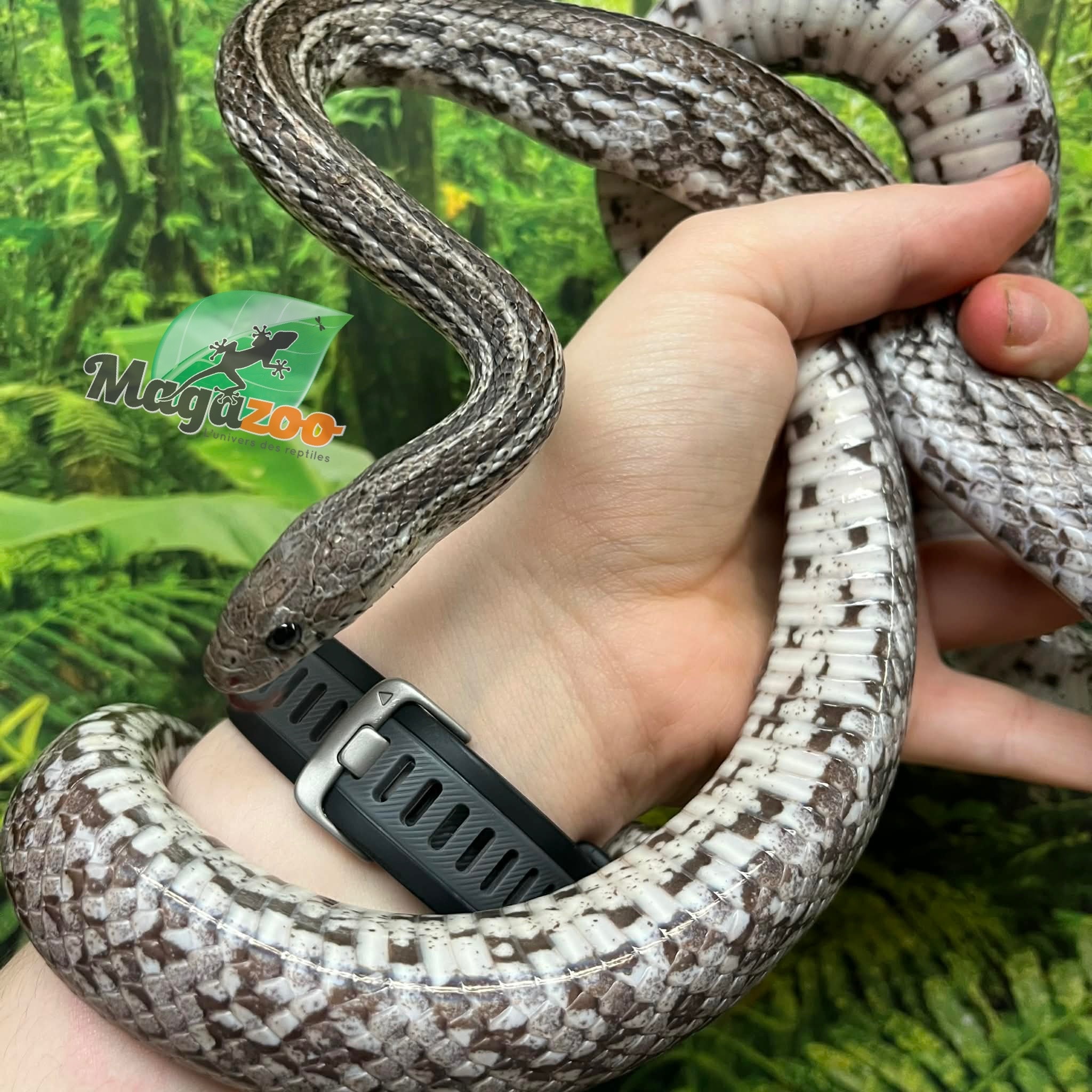 Magazoo Adult Male Tessera Anery Corn snake (2020)
