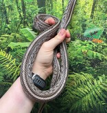 Magazoo Serpent des blés Tessera Anery Mâle Adulte (2020)