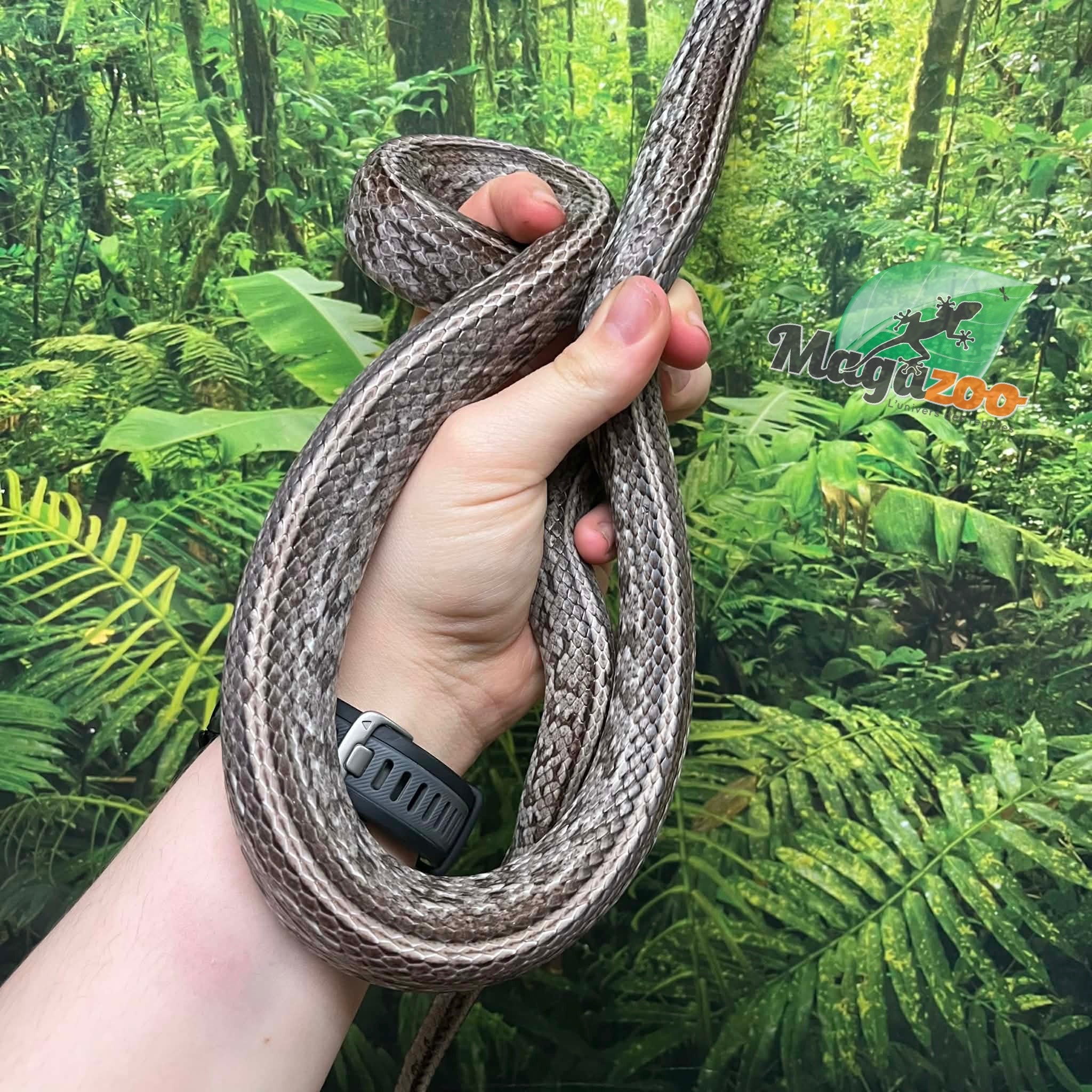 Magazoo Adult Male Tessera Anery Corn snake (2020)