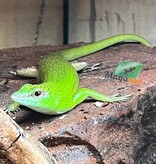 Magazoo Adult Emerald tree skink (Sold as a couple)